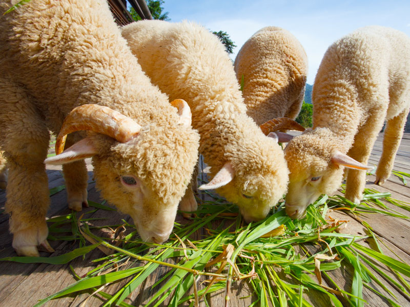 merino lambs eating grass